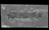 Devonian Lobed-Fin Fish (Osteolepis) - Scotland #64737-1